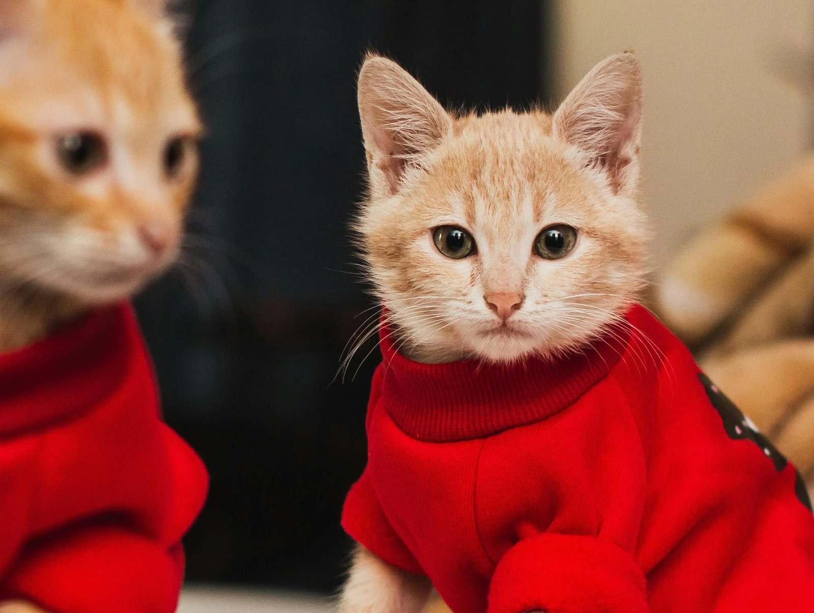 Cat Clothes