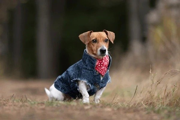 Dog Clothes